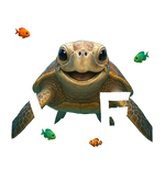 Caribbean White Turtle - bottomless